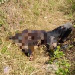 Mayat Anonim Ditemukan di Drynase Tol Bakauheni Lamsel