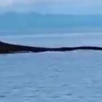 Penampakan Paus Raksasa Muncul di Teluk Semaka Tanggamus Lampung