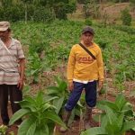 Kelompok Tani Mekar Mulia Terima Bantuan Pemerintah untuk Tingkatkan Hasil Pertanian dan Kesejahteraan Petani
