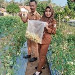 BUMTi Pancamarga Dukung Ketahanan Pangan Lewat Penggemukan Kambing dan Pemberdayaan KWT