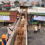 Jelang Ramadan, Ribuan Sapi Impor dari Australia Tiba di Indonesia: Barantin Pastikan Bebas Penyakit