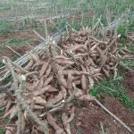 Akibat Harga Singkong yang Ditetapkan, Pabrik Memilih Tutup: Kini, bola panas ada di tangan pemerintah pusat