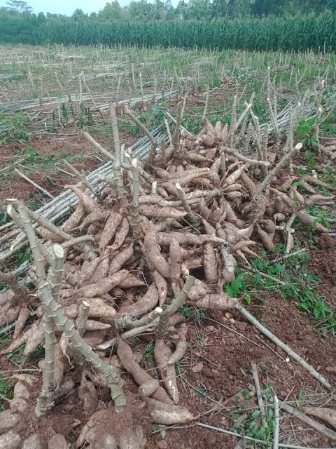 Akibat Harga Singkong yang Ditetapkan, Pabrik Memilih Tutup: Kini, bola panas ada di tangan pemerintah pusat