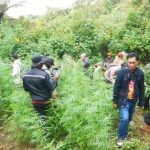 TNBTS Disusupi Ladang Ganja! DPR Desak Tindakan Tegas Demi Generasi Muda