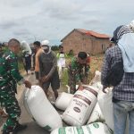 Koramil 410-06/KDT Panen Raya Padi: Ketahanan Pangan Kuat, Petani Sejahtera!