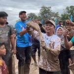 Bupati Turun Sawah! Tradisi Unik ‘Gogoh Iwak’ Meriahkan HUT ke-16 Pringsewu