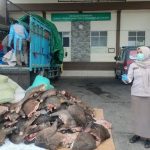 Petugas Gagalkan Penyelundupan 2,9 Ton Daging Celeng Ilegal asal Lampung Tengah di Pelabuhan Merak