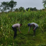 Ketahanan Pangan Nasional: Satlantas Polres Kuningan dan Dinas Pertanian Cidahu Rawat Lahan Jagung