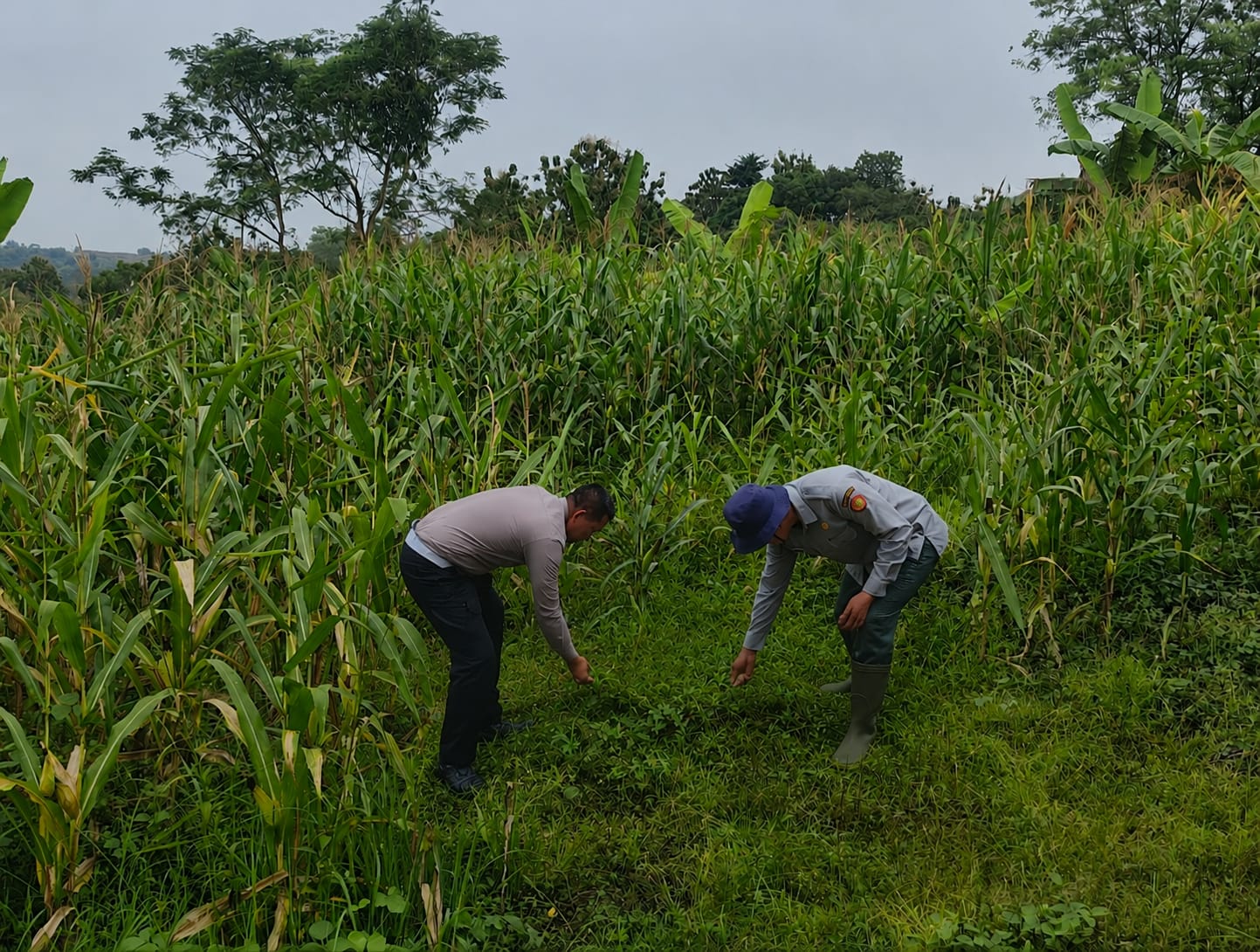 Ketahanan Pangan Nasional: Satlantas Polres Kuningan dan Dinas Pertanian Cidahu Rawat Lahan Jagung