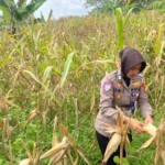 Ketahanan Pangan Nasional: Satlantas Polres Kuningan Cek Kesiapan Panen Jagung di Desa Cibulan