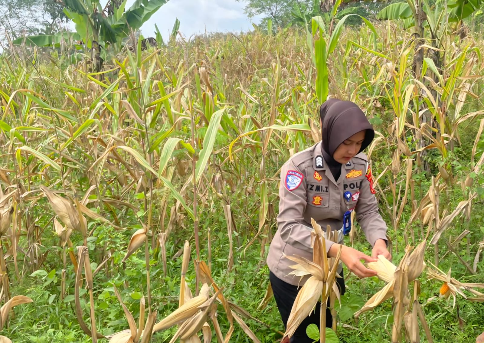 Ketahanan Pangan Nasional: Satlantas Polres Kuningan Cek Kesiapan Panen Jagung di Desa Cibulan