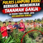 Delapan Pohon Ganja Ditemukan di Gunung Seminung, Polisi Selidiki Pemilik Lahan