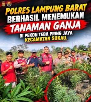 Delapan Pohon Ganja Ditemukan di Gunung Seminung, Polisi Selidiki Pemilik Lahan